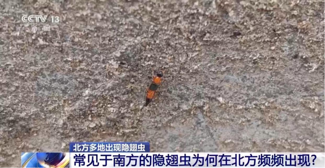 (图/央视新闻)