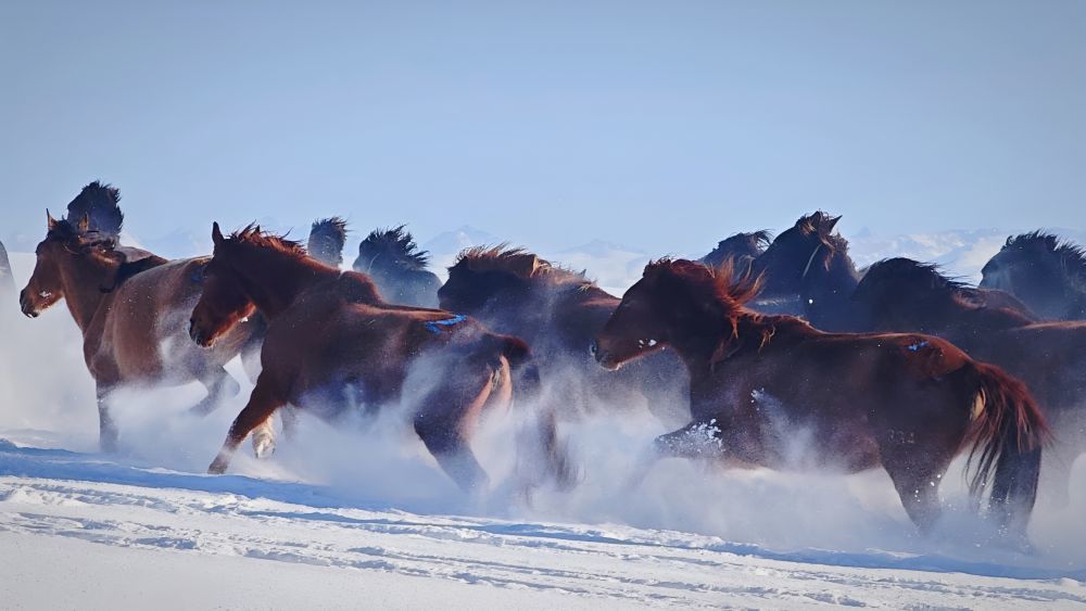 12月25日,马群在昭苏湿地公园景区内的雪地上驰骋。新华社记者 王泽宇 摄