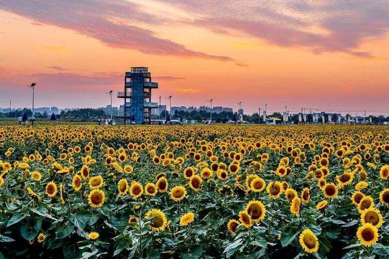 钱仓葵花园.jpg