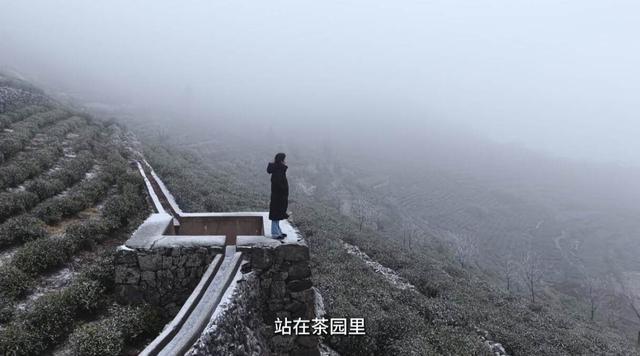 ◎大寒这天,越越在舜皇山茶园 供图:受访者