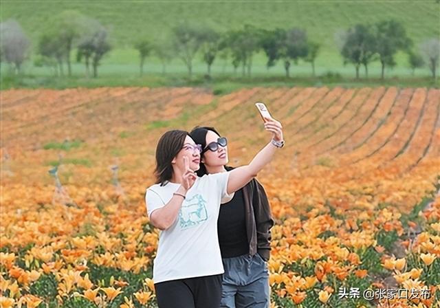 草原天路沽源段百合盛放,游客畅游坝上花海。翟羽佳摄