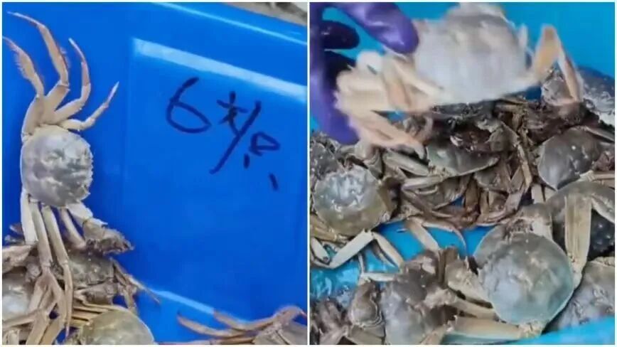 部分菜市场的螃蟹价格低至6元一只