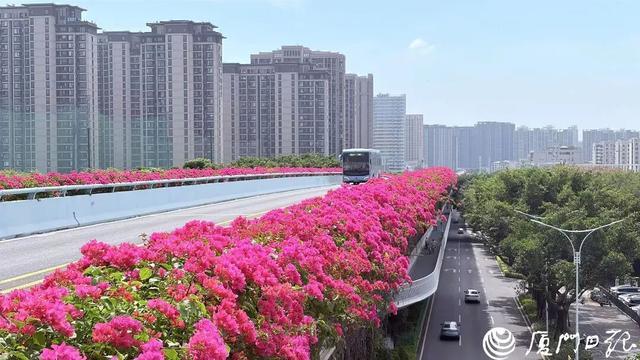 厦门日报拍客 长安客 摄