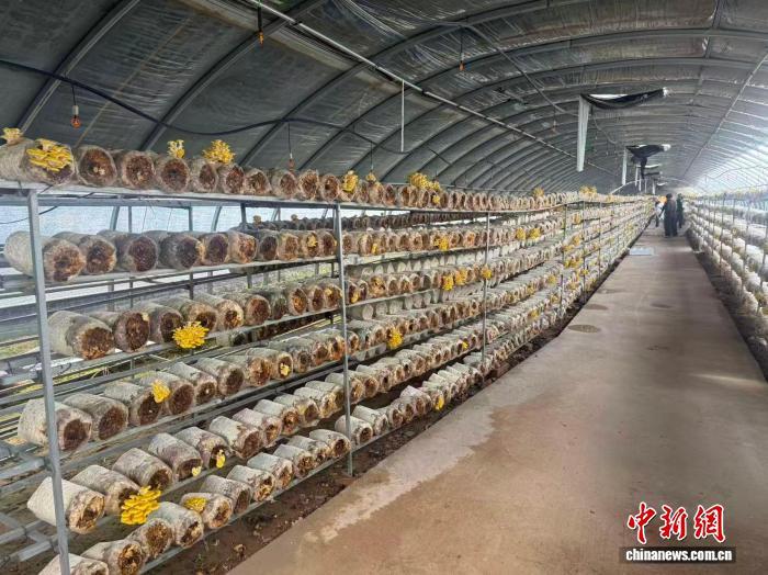 菌菇产业园。李琪梁 摄