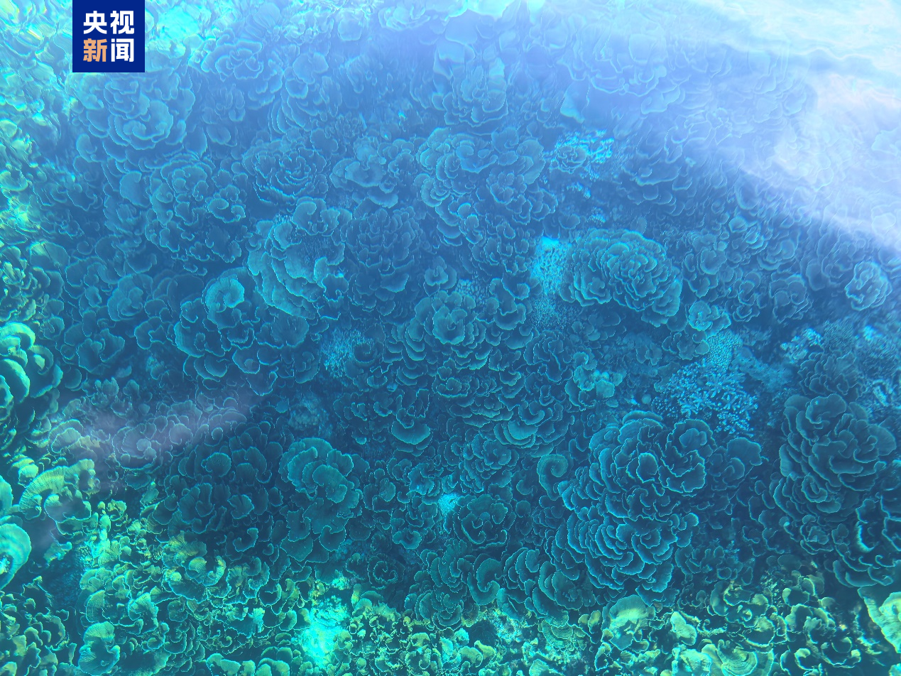 △记者拍摄的仁爱礁海域珊瑚礁