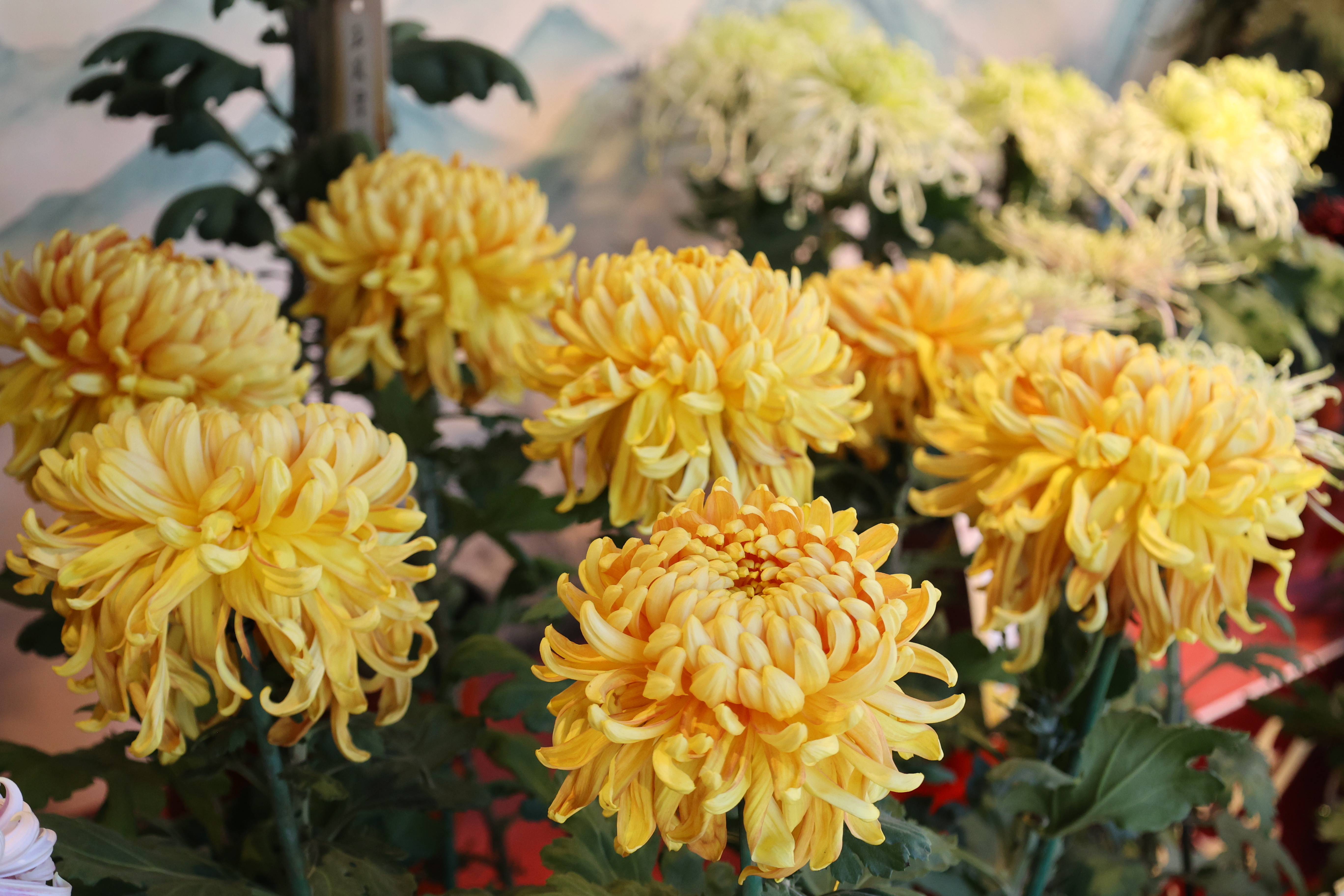 #金秋开封治愈感拉满# 【菊花开 引客来】#开封赏菊正当时##一城宋