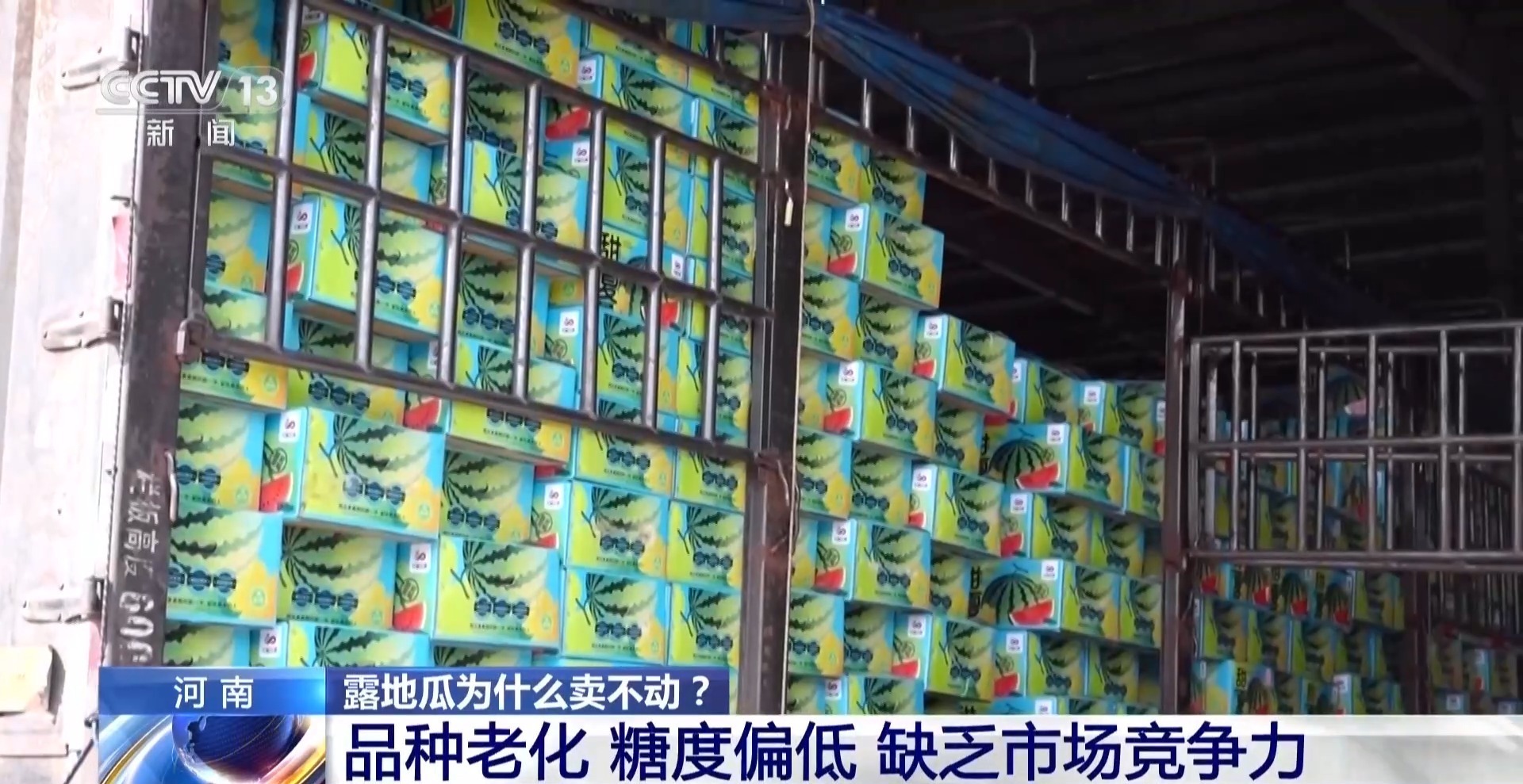 一线调研丨从“临时救急”到“常态赋能” 明年西瓜这么种_凤凰网
