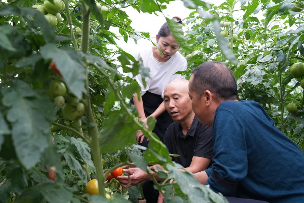 近日,在枫香镇工作的潘克刚(中)在花茂村了解集体经济发展情况。新华社发(刘瑛 摄)