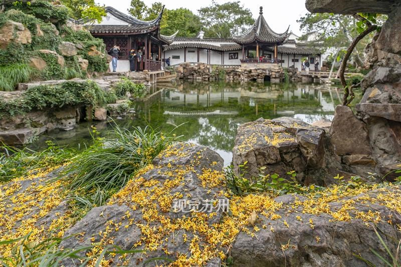 10月15日,网师园金桂簌簌飘落,碎金铺满假山岩石。亭影映于清池,暗香漫溢,游人游园赏落英,一园尽揽江南清雅秋韵。