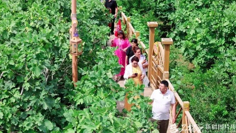 近日，阿图什市松他克镇阿孜汗村，游客在无花果园观光游玩。克轩摄