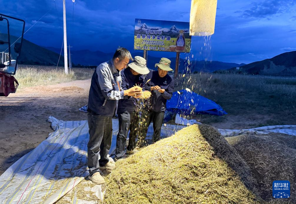 西藏纳兰生态产业有限公司农技人员在扎囊县田间查验新收油菜籽的品质（2025年8月25日摄）。新华社发 （张晓辉 摄）