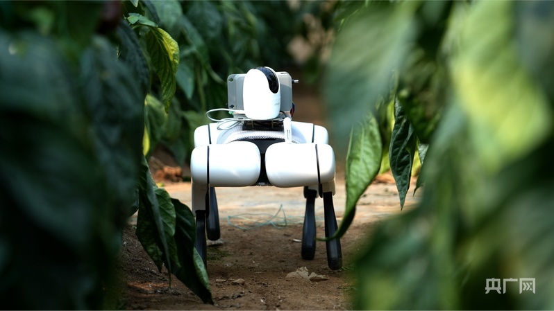 机器狗正在地里巡检(央广网记者 唐磊 摄)