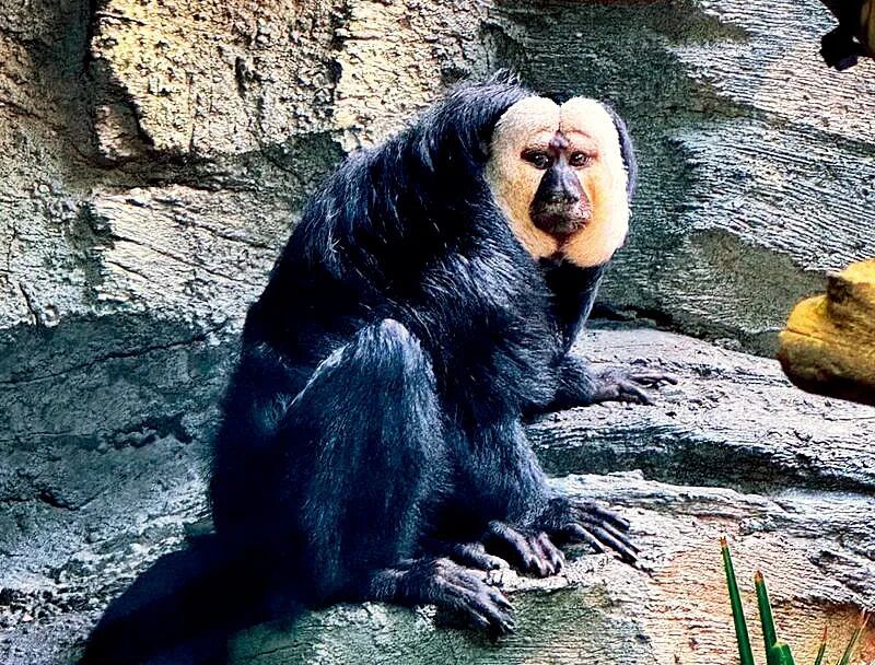 网红白面僧面猴杜杜