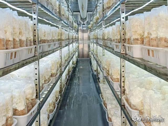 邢台市新河县种植的绣球菌住进“智慧新房”。长城网·冀云客户端记者 路娟 摄
