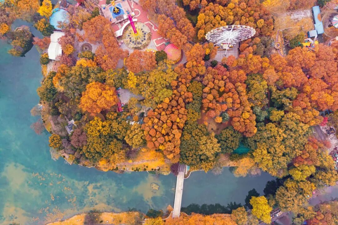 摄图网_501142219_俯瞰武汉城市公园的秋天(企业商用).jpg