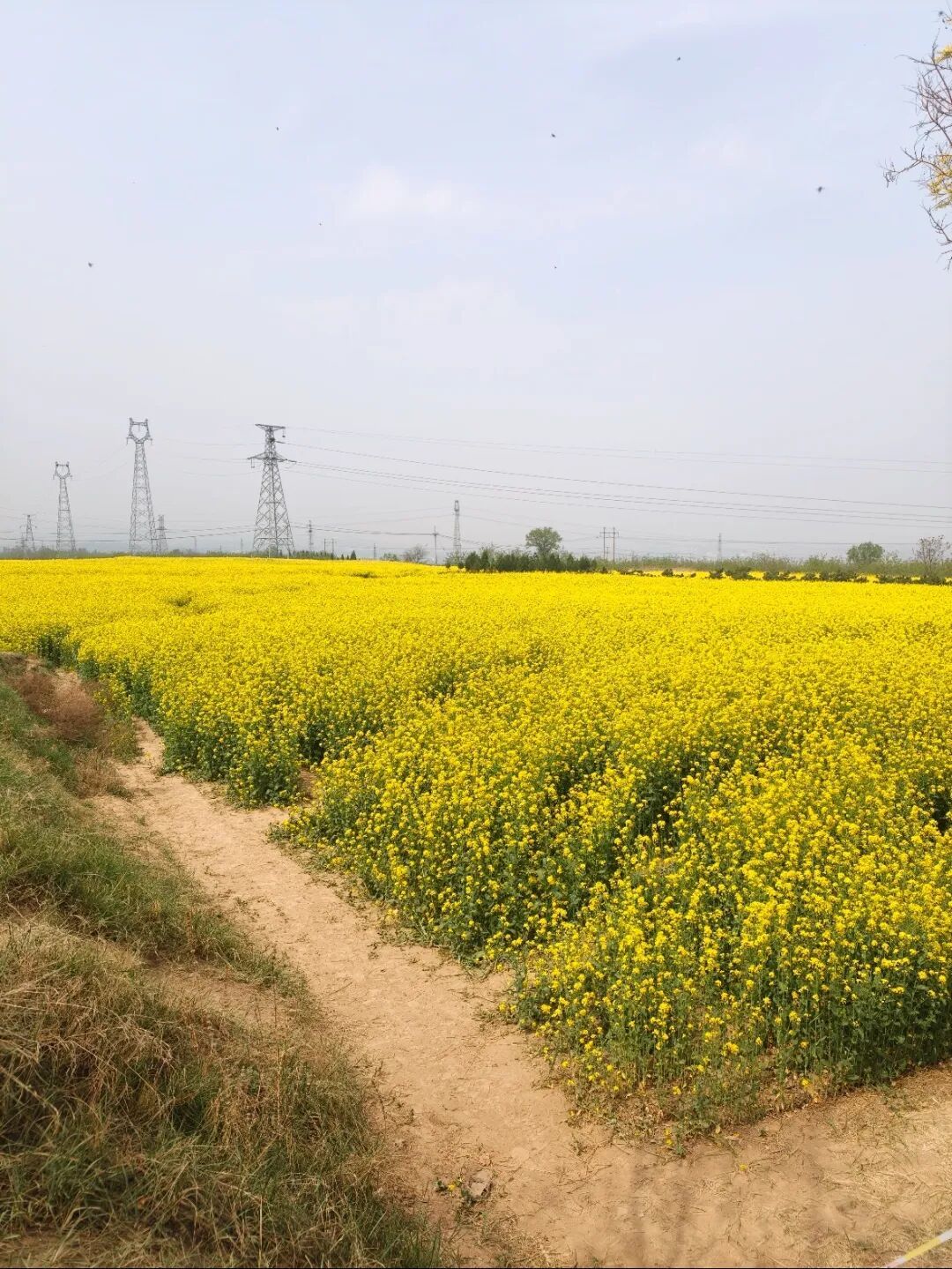 拍摄路途中看到的油菜花海（图/受访者供图）