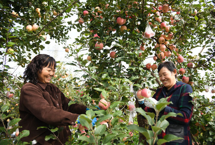 2025年10月17日,果农在陕西省延安市宝塔区桥沟街道烟洞沟村采收苹果。新华社记者 张博文 摄