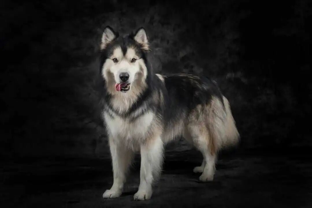 阿拉斯加犬网图。图/图虫创意