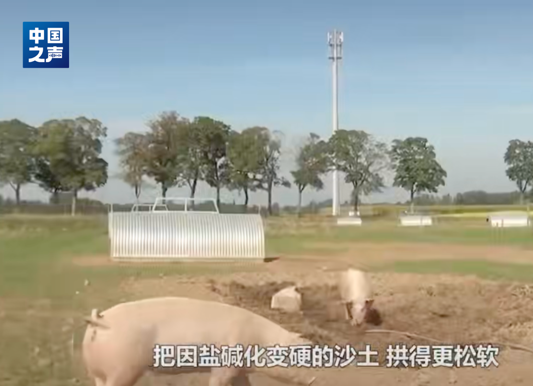 △网传短视频截图