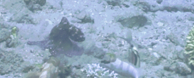 为保护自家“海藻地” 这种鱼竟然懂得给人类带路去捞海胆？