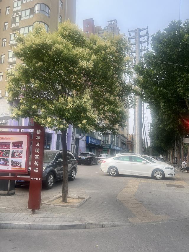 吐花中的女贞