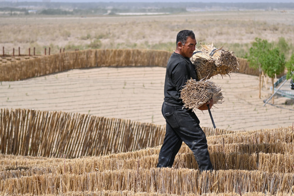 在新疆和田地区于田县阗东防沙治沙示范区，村民搬运制作草方格的芦苇（4月15日摄）。　 新华社记者 丁磊 摄