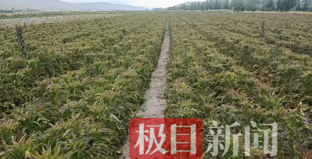 天祝产区的莴笋(受访者供图)