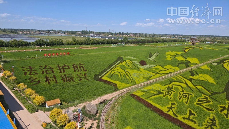 图为巨幅法治稻田画。中国经济网记者 何欣摄