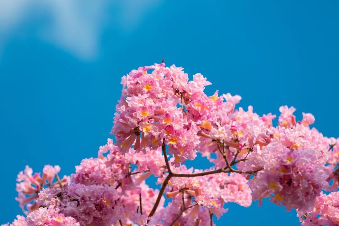 摄图网_501564980_紫花风铃木（企业商用）.jpg