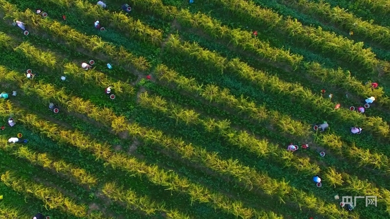 吴忠市红寺堡枸杞种植基地,田间采摘忙(央广网记者 齐平 摄)