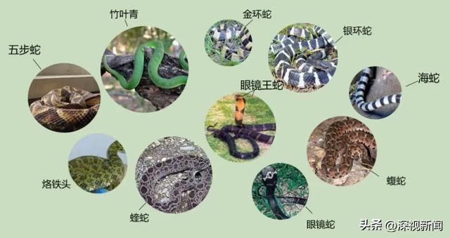 广东地区常见的毒蛇种类。