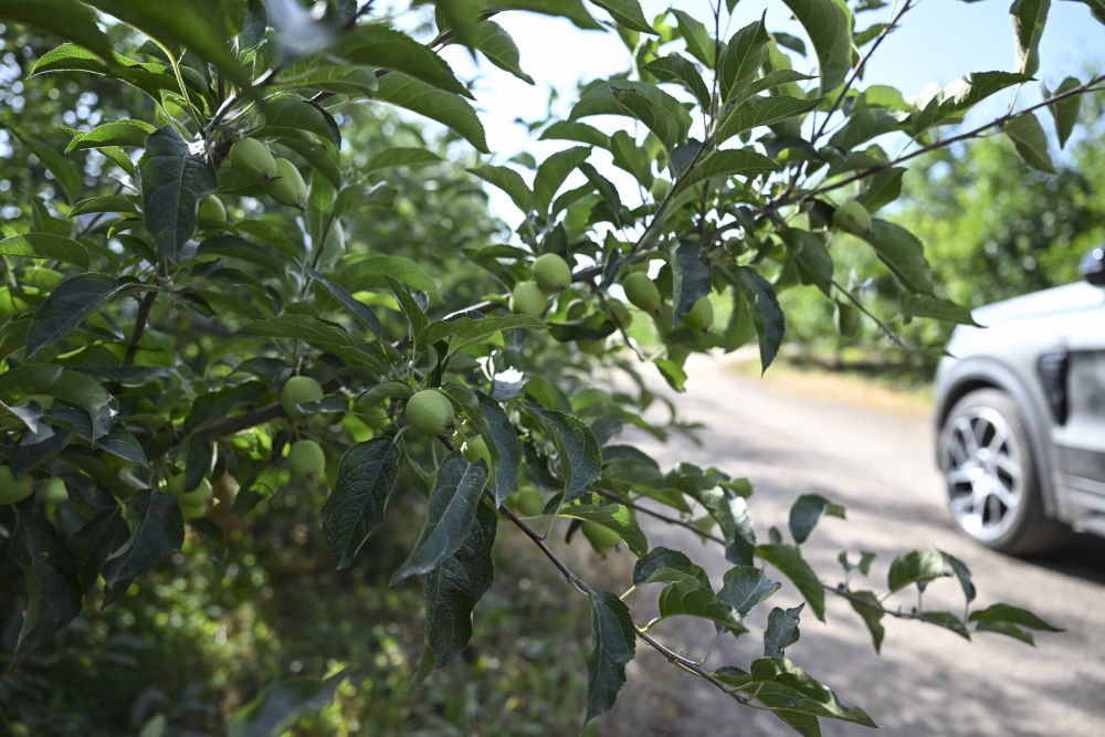 这是6月14日在天山花海景区拍摄的香妃海棠种植区。