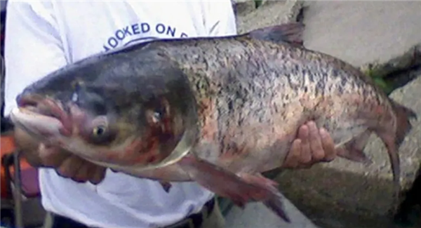 亚洲鲤鱼泛滥成灾 美国人被逼开发成Copi美食:可做汉堡等食品