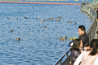 不少市民专程到奥林匹克森林公园南园观赏候鸟