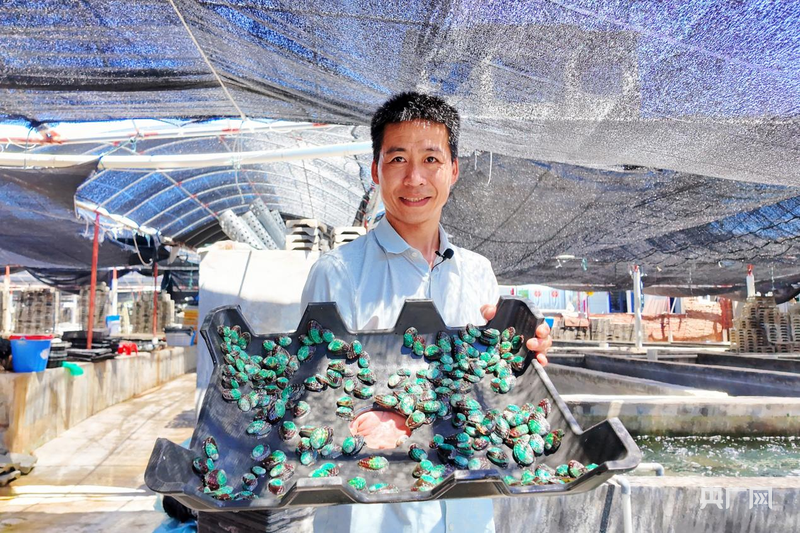 澳角村村民陈泽贤展示自家培育的鲍鱼苗（央广网记者 龚雯 摄）