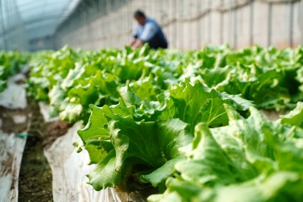 在德州市临邑县临南镇，蔬菜大棚种植户在管护生菜（2024年2月6日摄）。新华社记者徐速绘 摄