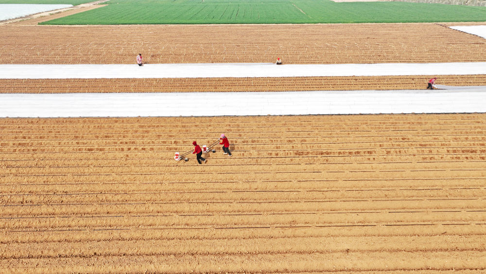 农民在山东省临沂市郯城县郯城街道的一处蔬菜种植基地劳作（2026年3月20日摄，无人机照片）。新华社发（张春雷 摄）