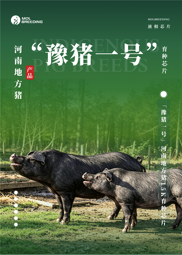 进口芯片不靠谱！河南自己搞了个猪芯片：专为本土黑猪定制