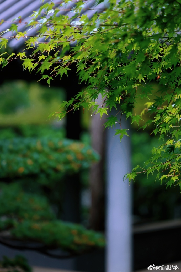 #你早,无锡# 细雨漫过鼋头渚江南兰苑，青瓦滴响，翠竹含烟~#行摄无