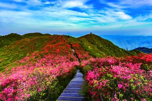     浏阳大围山十万亩杜鹃花。  图源：大围山国家森林公园