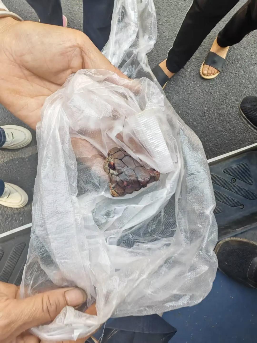 ▲蛇的照片被上传至昭通蛇伤救治平台，供医院远程会诊