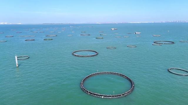 湛江特呈岛海域建成全省首个深海网箱产业园,主打金鲳鱼养殖。