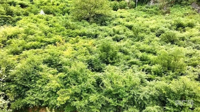 7800亩方竹筑牢了赤水河沿岸的生态屏障(央广网发 来源:微昭通)