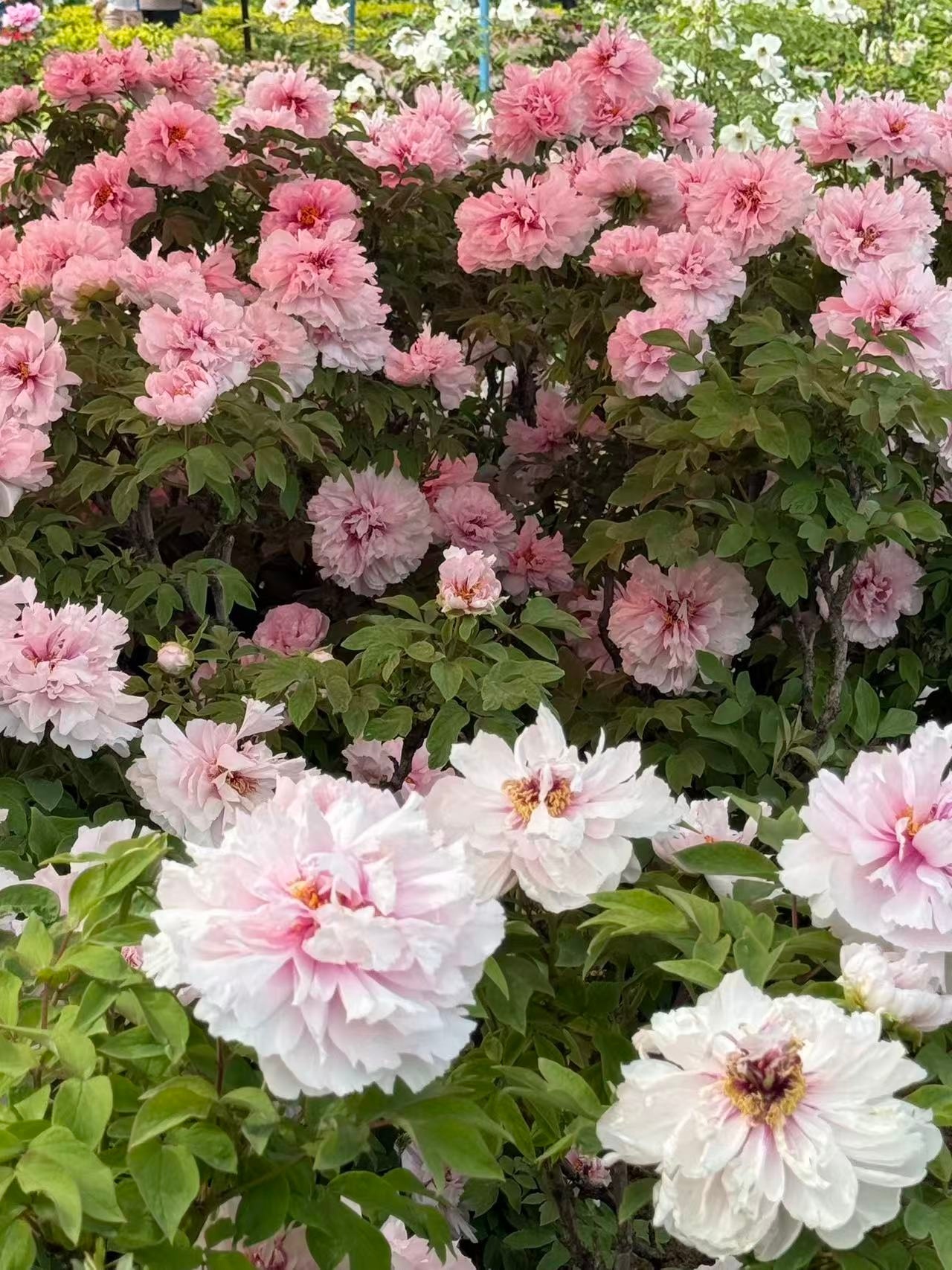 微信图片_20260412005149_117_32