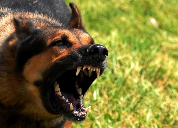 姐弟俩被狗咬 姐姐隐瞒患狂犬病去世：发病到死亡不足48小时