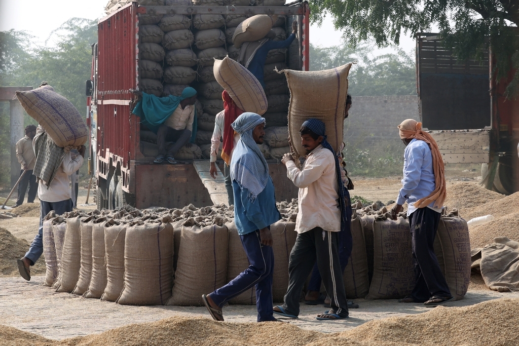 印度旁遮普邦北部曼萨县,工人在粮食市场将稻谷装车。农产品一直是印美贸易协议谈判的核心问题。 (IC photo)