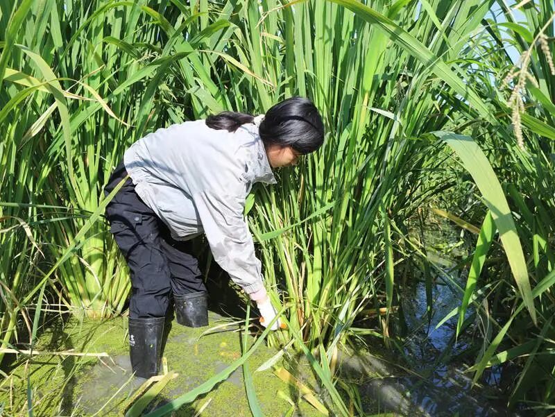 中国科学院东北地理与农业生态研究所硕士研究生在割茭白。田宏 摄