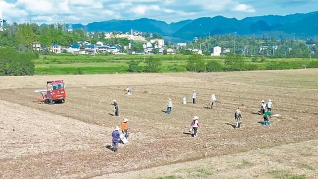 村民开展冬油菜播栽。