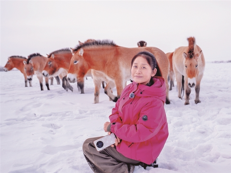 新疆卡拉麦里山有蹄类野生动物自然保护区管理中心正高级工程师张赫凡和普氏野马在一起。尚鹏摄/光明图片