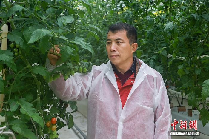 来龙村党总支书记胡为义查看樱桃番茄生长情况(资料图)。受访者 供图